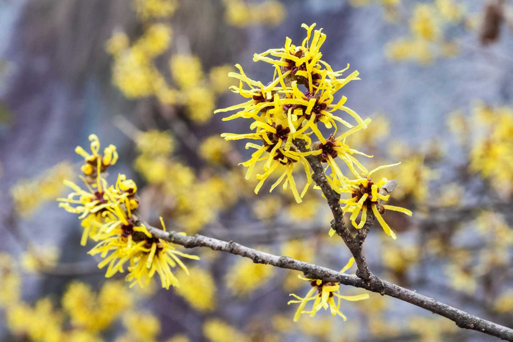 How To Get Rid Of Acne Using Witch Hazel?